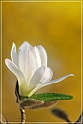 magnolia3