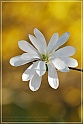 magnolia6