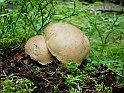 svamp-26Juli09-08
