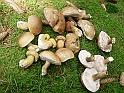 svamp-26Juli09-12