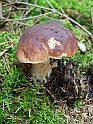 svamp-26Juli09-28