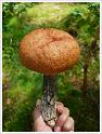 MushroomsSweden-02