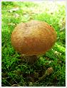 MushroomsSweden-03