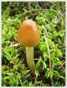 MushroomsSweden-04