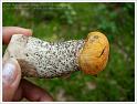 MushroomsSweden-05