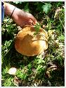 MushroomsSweden-06