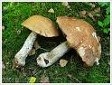 MushroomsSweden-10