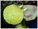 MushroomsSweden-11