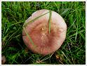 MushroomsSweden-19