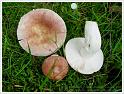 MushroomsSweden-20