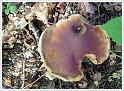 MushroomsSweden-26