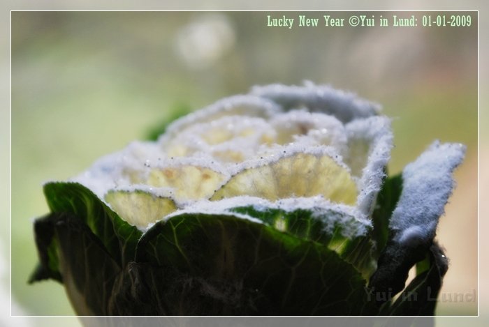 00201.JPG - Lucky New Year 2009 - All the best to all of you!