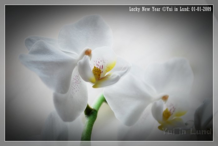 00621.JPG - Lucky New Year 2009 - All the best to all of you!