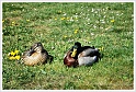 osterlen-16