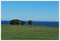 osterlen-85