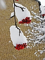 20Dec2009-205