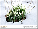snowdrops01