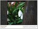 snowdrops03