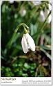 snowdrops04