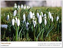 snowdrops05