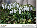 snowdrops06