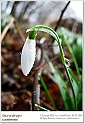 snowdrops07