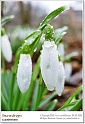 snowdrops08