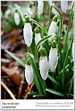 snowdrops09