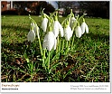 snowdrops12