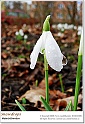 snowdrops13