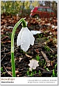 snowdrops14