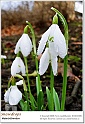 snowdrops15
