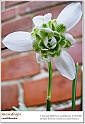 snowdrops16
