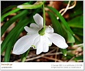 snowdrops18