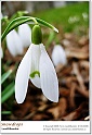 snowdrops19