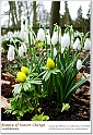 snowdrops20