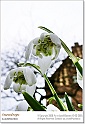 snowdrops21