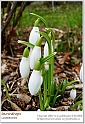 snowdrops22