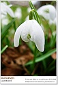 snowdrops23