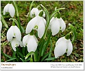 snowdrops24