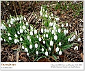 snowdrops25