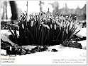 snowdrops26