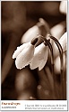 snowdrops27