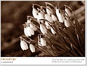 snowdrops28