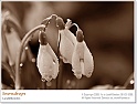 snowdrops29