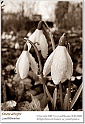 snowdrops30