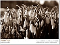 snowdrops31