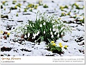 snowdrops32