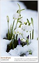 snowdrops33