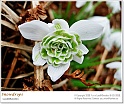 snowdrops34